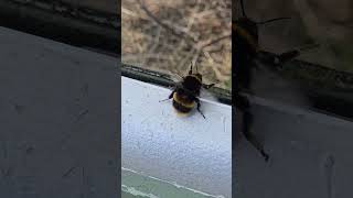 BuzzzzzzzzzzzzzzWasp sound youtubeshortsrewa02shorts [upl. by Kimura403]