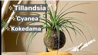 Membuat Kokedama Tillandsia Cyanea [upl. by Godfrey202]