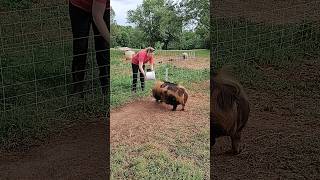 Kunekune Pigs  Feeding The Boars Day 75 [upl. by Goddard]