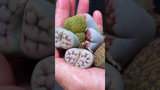 Lithops from shop to my garden lithops homegarden shorts [upl. by Jacynth585]