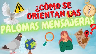 🕊️ ¿Cómo se orientan las palomas mensajeras [upl. by Ahsimit]