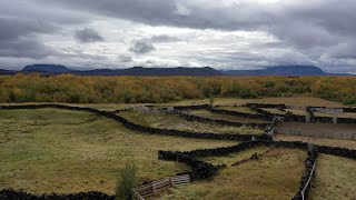 Icelandic Sheep Roundup [upl. by Rudyard]