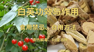 白英功效與作用（清热解毒、利湿消肿），白英禁忌，中药白英对治肺癌有帮助吗白英 草药 中药材 [upl. by Hermann]