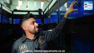 Tour Of Our Wazeers Aquariums amp Pets Boksburg North Branch [upl. by Eisiam425]