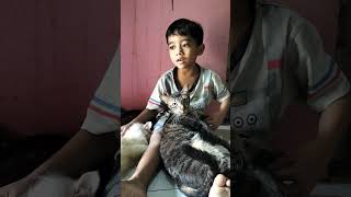 Alvan asyik main sama Mickey dan Cio cute kucing kucinglucu catlover anime [upl. by Yelrihs]