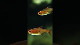 3 Quick Tips for Happy Ember Tetras fishpet [upl. by Addiego472]