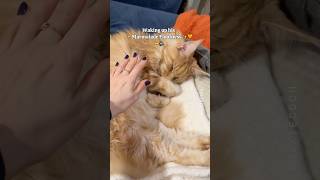 🔊Confused ✨Marmalade Floof✨🧡🙀 His weird sounds 🙊 funnycat mainecoon [upl. by Oskar]