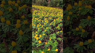 Der Frühling startet durch  Botanischer Garten  Rosenhöhe Darmstadt [upl. by Lev]