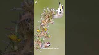 بتبتة فراخ الحسون goldfinch singing 🔥🔥 goldfinchsinging birds الحسون chardonneret [upl. by Dino]