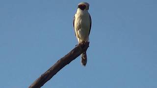 ACAUÃ e seu canto MISTERIOSO HERPETOTHERES CACHINNANS LAUGHING FALCON GAVIÃOCOVACAIU [upl. by Heilner]