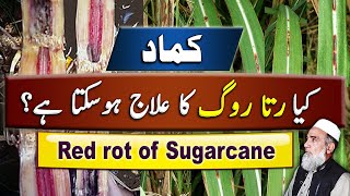 Red rot disease of Sugarcane  How to control Red rot  Crop Reformer [upl. by Chamberlain]