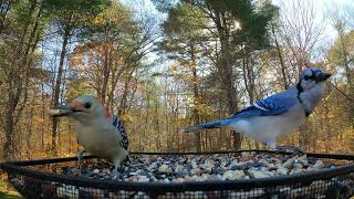 Tufted Titmouse Blue Jay RedBellied Woodpecker [upl. by Oht]