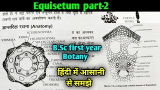 Equisetum part2nd  Anatomy of Equisetum BSc first year Botany second semester [upl. by Chill]