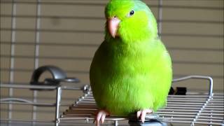 Valentino the Singing Parrotlet [upl. by Juster]