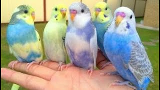 ►Parakeets chirping and Singing►quotbudgies chirping and singingquot [upl. by Nauqat194]