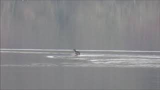 Piedbilled Grebe  Chelmarsh  Shropshire  27th November 2020 [upl. by Publius]