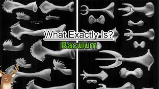 What Exactly is Baculum and How Human Lost It [upl. by Onnem]