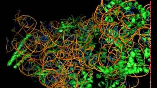 CHEM 444  Mechanism of Streptomycin on the 30S prokaryotic ribosome [upl. by Sanoy]