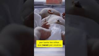 ¡Increíble 🔍 ¿Cómo Las Cesáreas Pueden Afectar La Salud De Tu Bebé 👶 shorts bebes [upl. by Yentuoc]