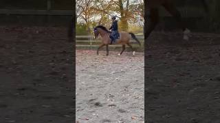 ❣️ dressage showjumping cool new newhorse love [upl. by Hapte]