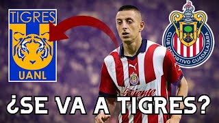 🚨Rumores Chivas  PIOJO ALVARADO A TIGRES  noticias Chivas [upl. by Dranek]