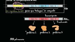 Operones y regulación génica en las bacterias  Biología  Khan Academy en Español [upl. by Isej354]