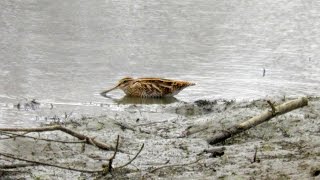 Becatina Gallinago gallinago Snipe [upl. by Ttreve]