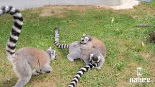 nature  lemur  animal  forest  beautiful scenery  relaxing clip  PT 7  EP 1  🏞️🌄🤩😍🥰❤️💕 [upl. by Teddie]