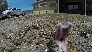 Rattlesnake Strike in 480 fps Slow Motion [upl. by Turmel]