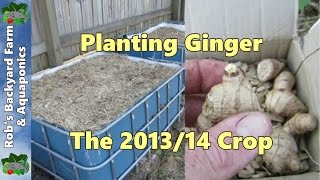 Planting Ginger 201314 crop [upl. by Shimberg]