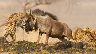 Cheetah Takes on Dangerously Large Prey  Dynasties II  BBC Earth [upl. by Dietz602]