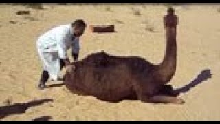 Prion Disease in Dromedary Camels Algeriavideo1 [upl. by Anirehtac653]