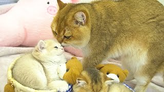 Dad Cat gently approached and took care of each kitten in turn 🩷 [upl. by Rick538]