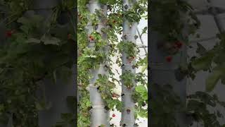 Strawberry in hydroponics verticalfarming [upl. by Nodnorb]