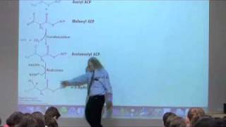 Fatty Acid Synthesis [upl. by Nayb842]