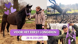 BEGINNEN met LONGEREN voor 25 jarige SPRINGPAARD [upl. by Nelyt]