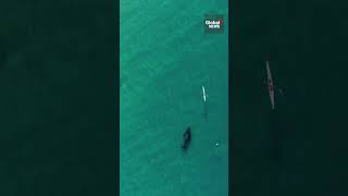 Drone video captures curious whale following kayaker in water at Australian beach [upl. by Beth86]