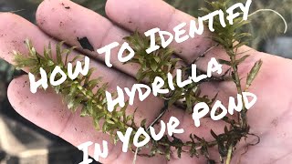 How to Identify Hydrilla in Your Pond [upl. by Yetac]