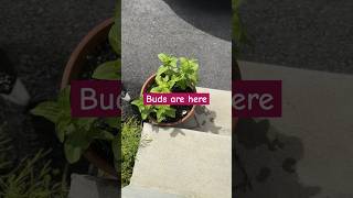 Zinnia from seeds to bloom in container shortvideo youtube feedshorts [upl. by Htebirol]