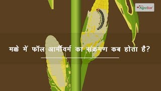 Maize में फॉल आर्मीवर्म का प्रबंधन [upl. by Ahael534]