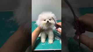 Mini Pomeranian Puppy  Funny And Cute Pomeranian Video  Funny Puppy Video shorts [upl. by Euqinom]