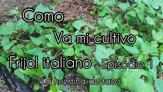 como va mi cultivo de frijol italiano [upl. by Xylina]