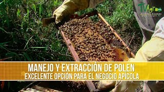 Como es el Manejo y Extraccion del Polen  TvAgro por Juan Gonzalo Angel [upl. by Llenrod894]