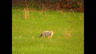 Coyote Waukesha County WI [upl. by Doerrer]