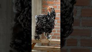 Gallina color chispas shortvideo gallinas crianza pollitos gallinafeliz [upl. by Nwahsirhc]