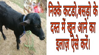 क्या आपके कटड़ेबसड़े के दस्त में खूनपीकरेशाcalf diarrhea in blood आ रहा तो घर में ऐसे करें इलाज़। [upl. by Kcired]