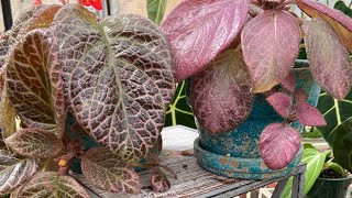 How ToEpiscia Care And Propagation [upl. by Acinorev]