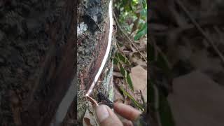 Satisfying Wood Carving ASMRRelaxing SoundsRubberWorkingrubbertreethe sap is really solid 👍 [upl. by Taddeo888]