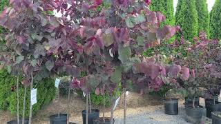 Cercis Forest Pansy Redbud  Small Tree with ⚡FABULOUS Purple Leaves amp Pink Flowers in Spring [upl. by Nekal]