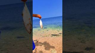 Found dead selarfish among the corals on the beach shorts shortvideo viralshorts [upl. by Adiuqram]